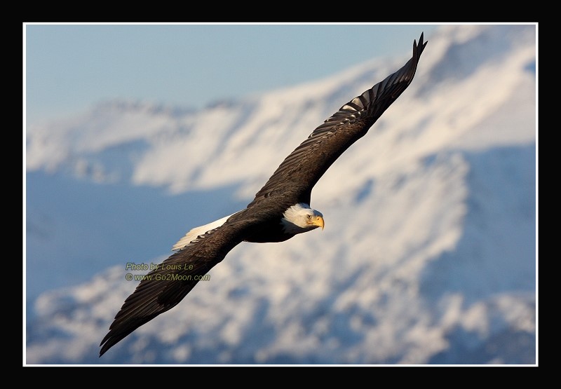 Bald Eagle in Flight