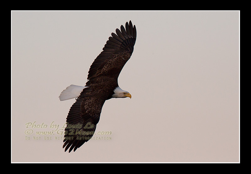 Bald Eagle in the air