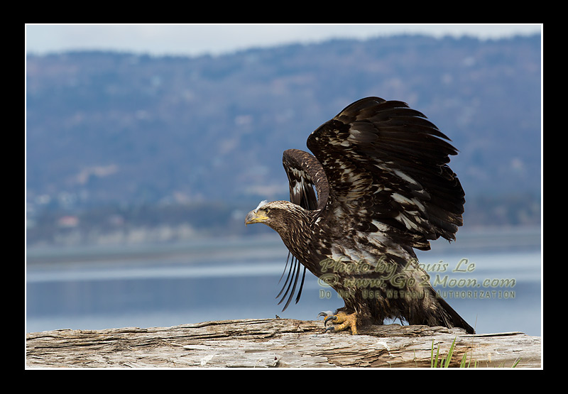 Eagle in Alaska