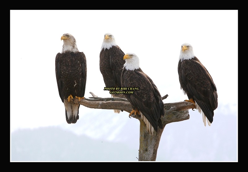 Eagles on a Tree