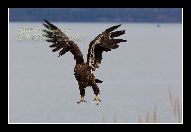 Eagle in Flight