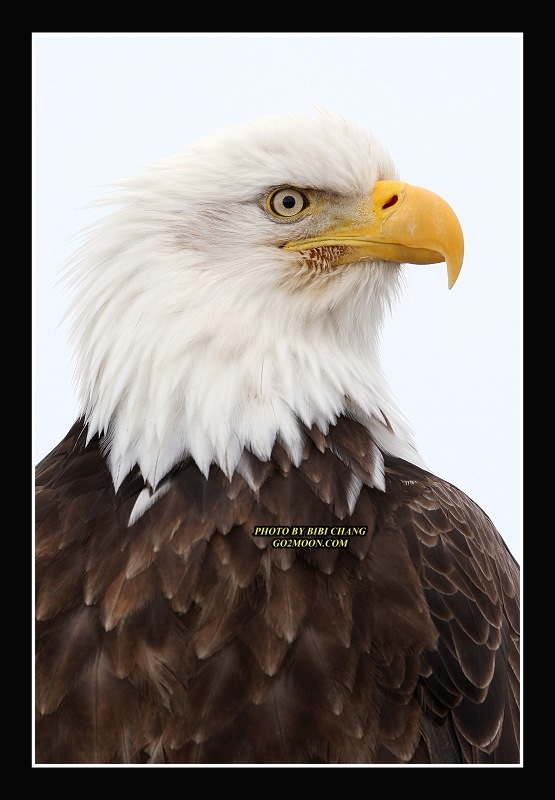 Eagle Portrait
