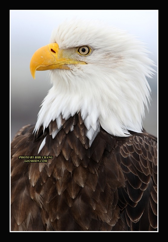 Eagle Portrait