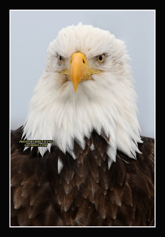 Eagle Portrait