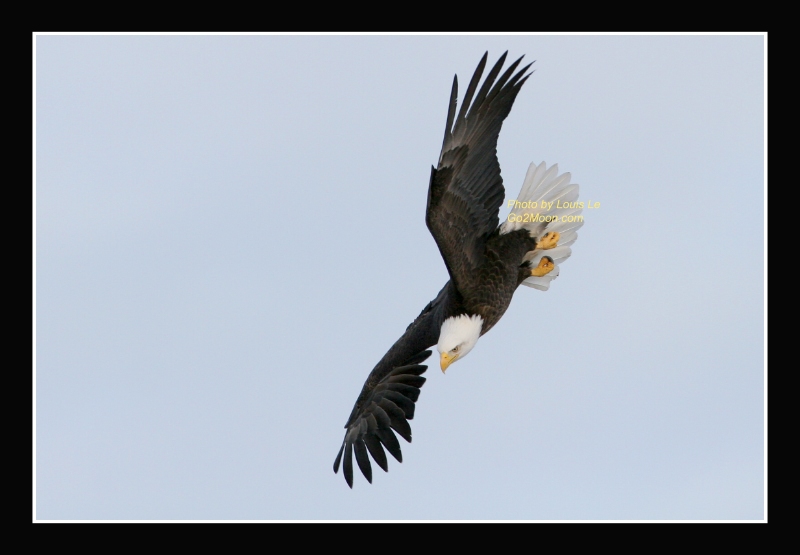 Eagle Diving from Sky