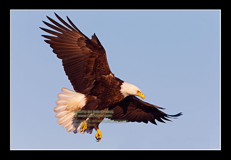 Eagle in Flight