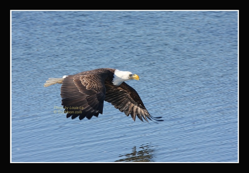 Eagle in Flight