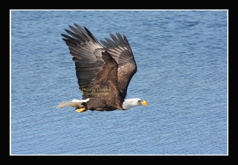 Eagle in Flight