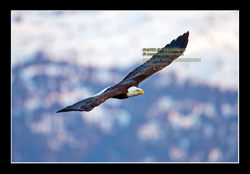 Bald Eagles Alaska