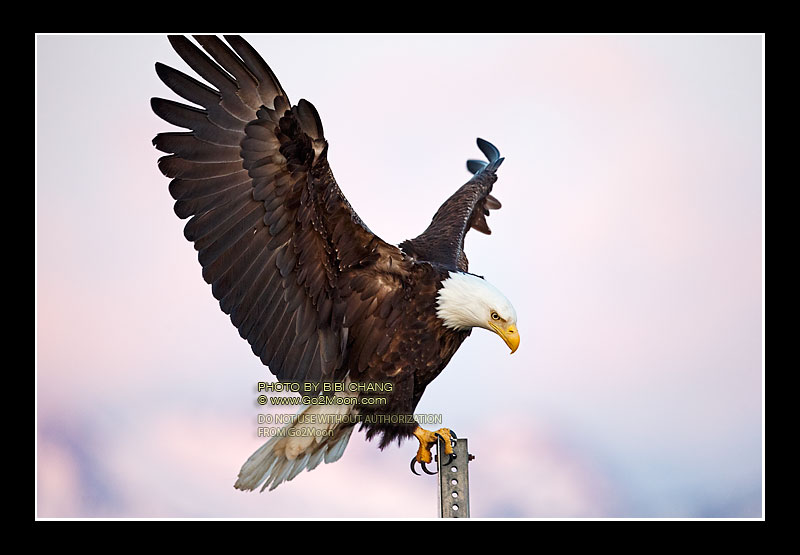 Eagle