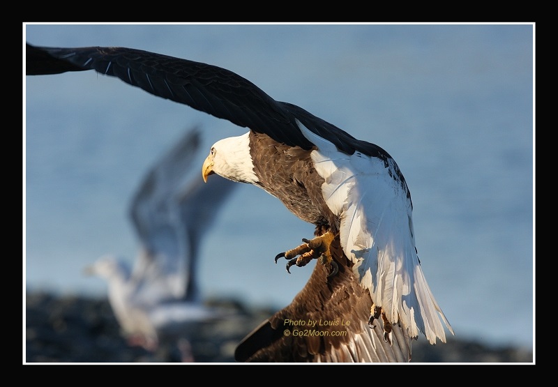 Bald Eagle in Action