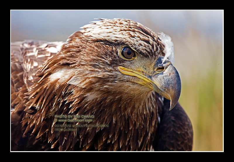 Juvenile Eagle