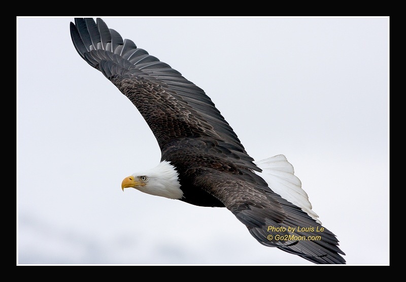 Eagle Flight