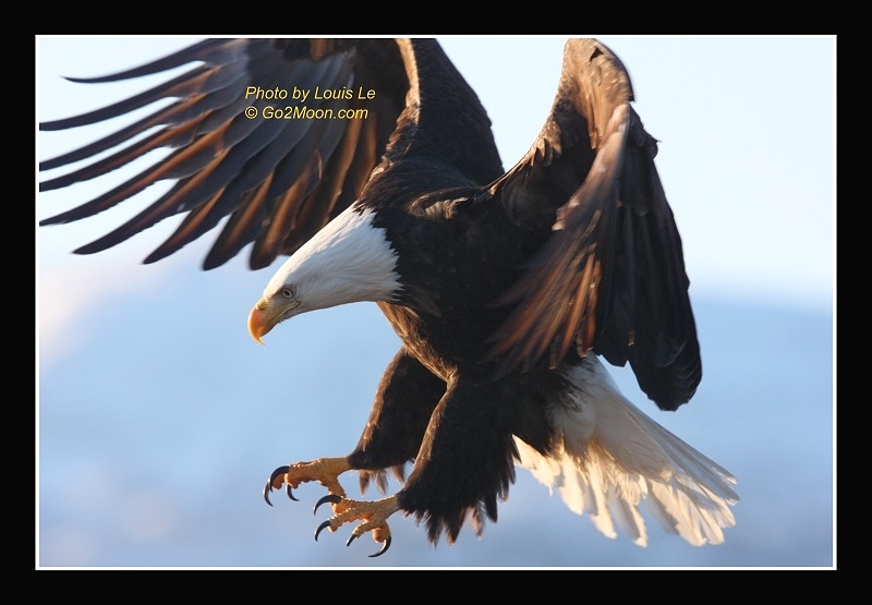 Eagle in Flight
