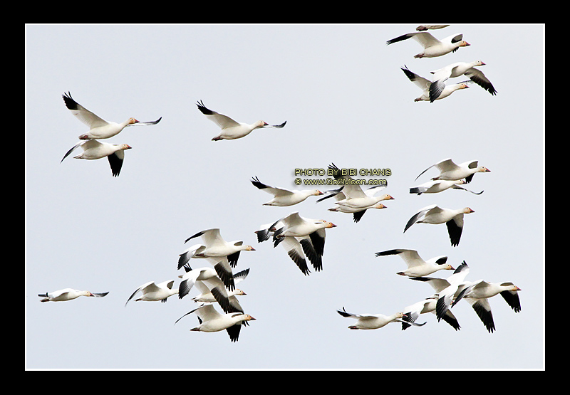 Snow Geese in Flight