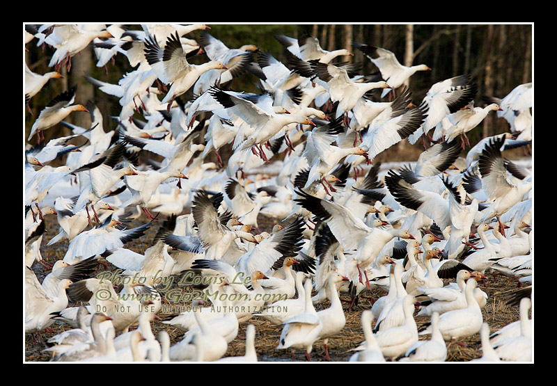 Snow Geese Landing