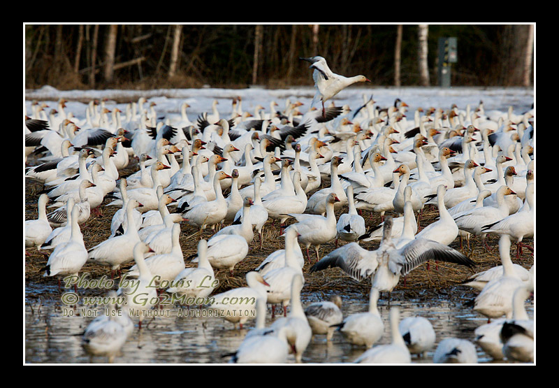 Snow Geese