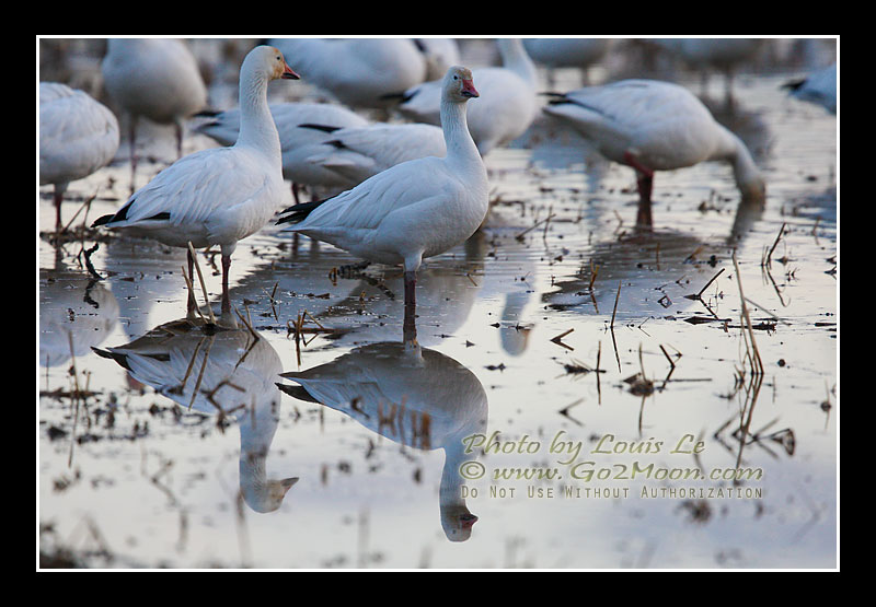 Snow Geese in Pond