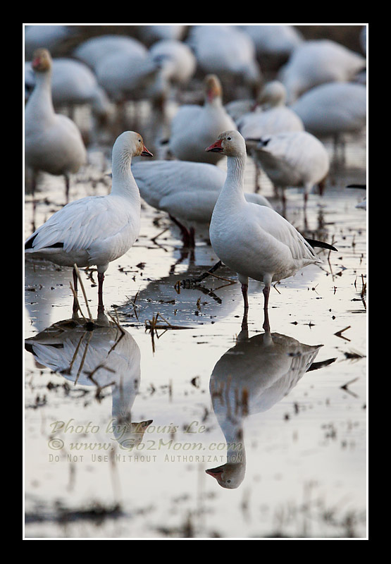 Snow Geese in Pond