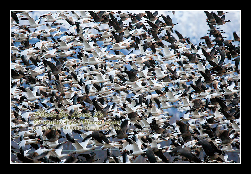 Snow Goose Flock