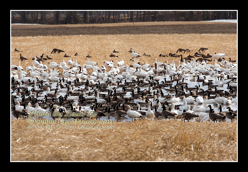 Snow Geese Canada Geese