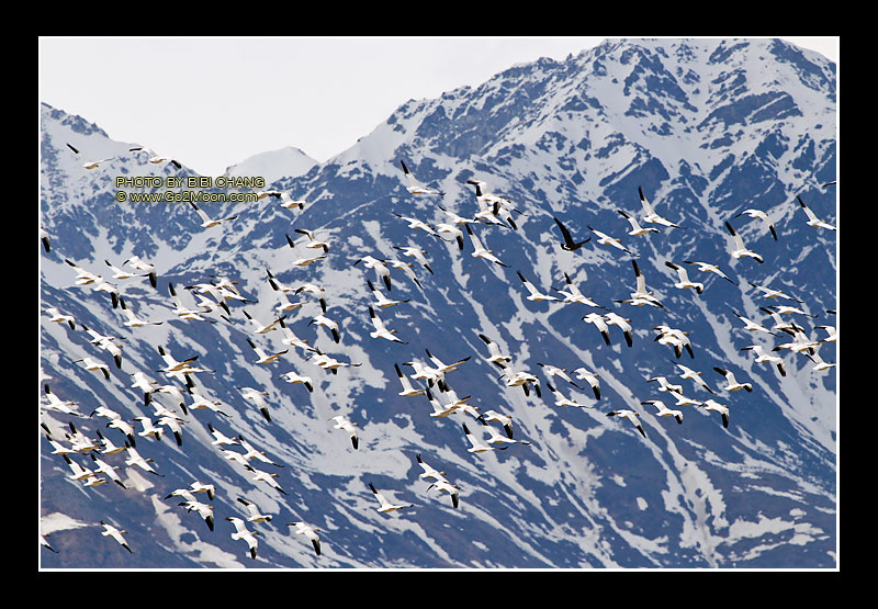 Snow Geese in Flight
