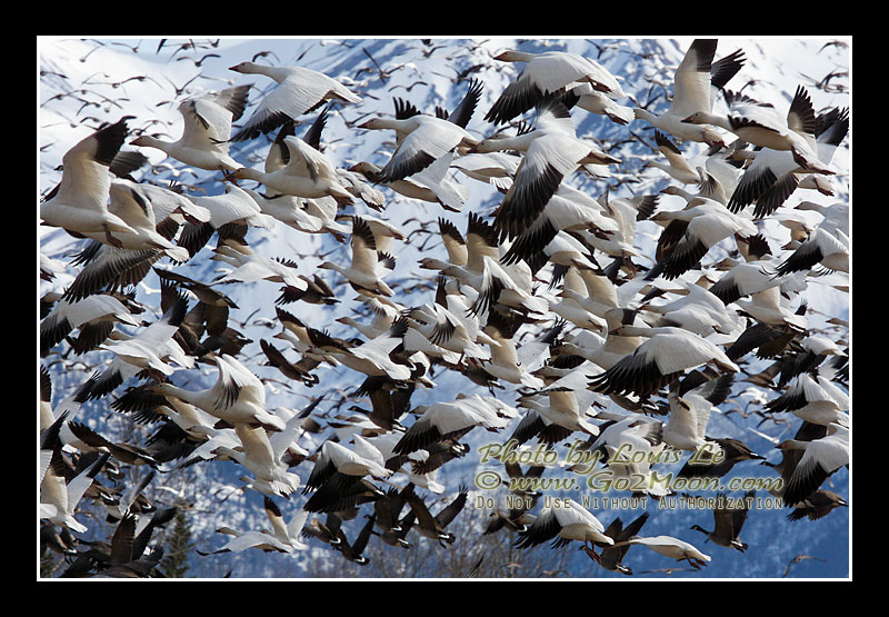 Snow Geese Flock