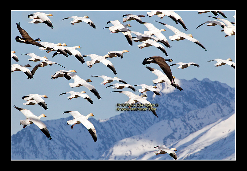 Snow Geese Flock