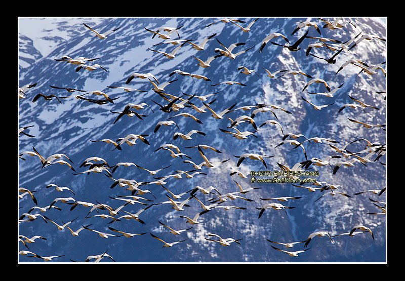 Snow Geese