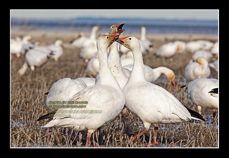 Snow Goose