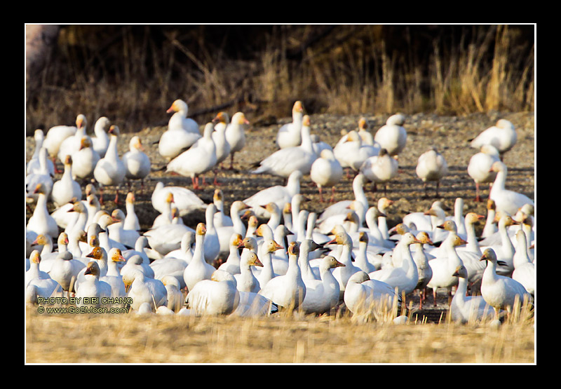 Snow Geese
