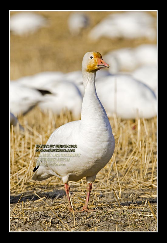 Snow Goose
