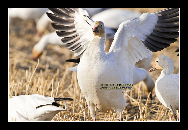 Snow Geese