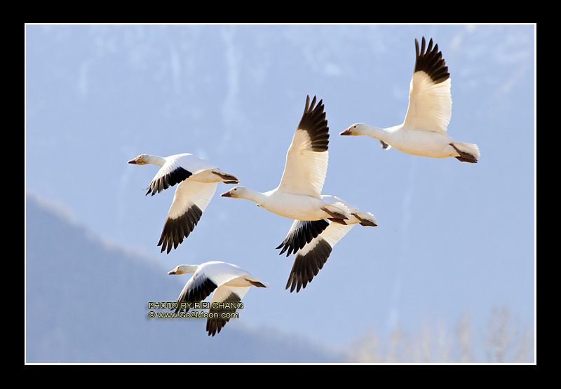Snow Goose in Flight