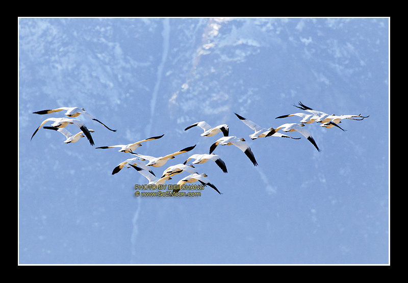 Snow Geese in Flight