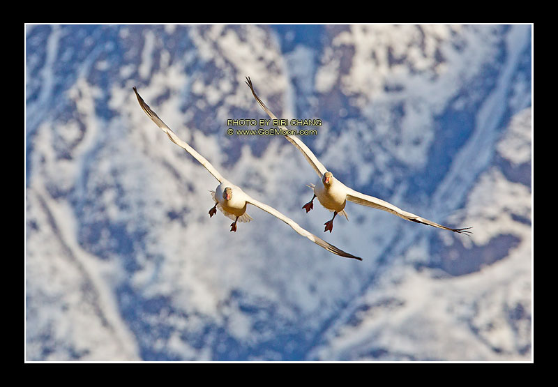 Snow Geese in Flight