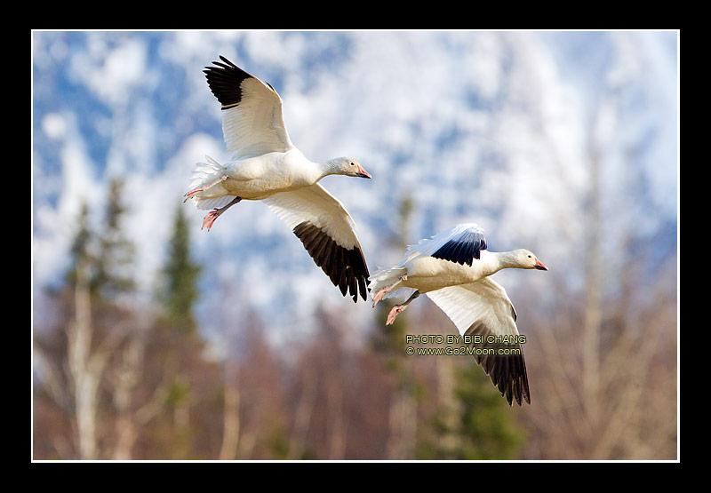 Snow Geese in Flight