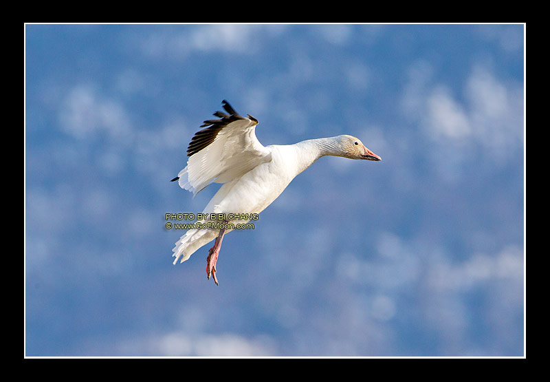 Snow Geese