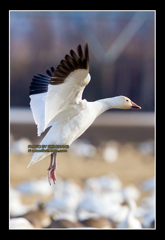 Snow Goose