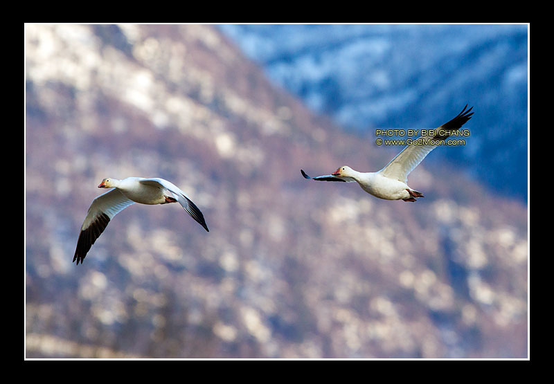 Snow Geese in Flight