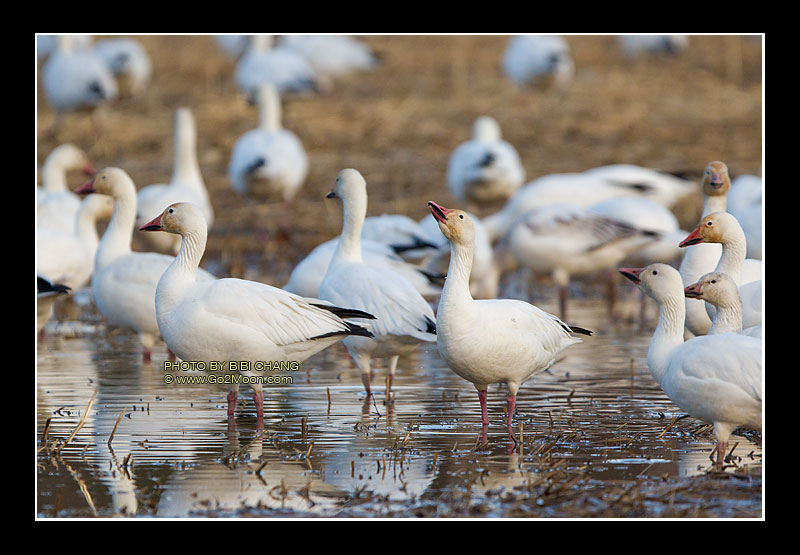 Snow Geese in Pond