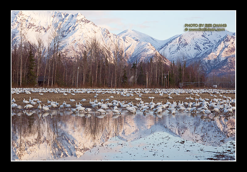 Snow Geese in Pond