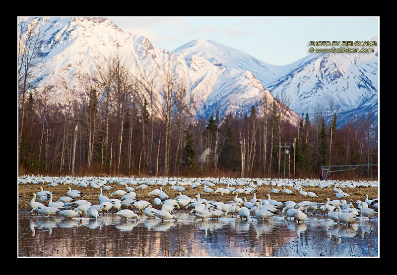Snow Geese