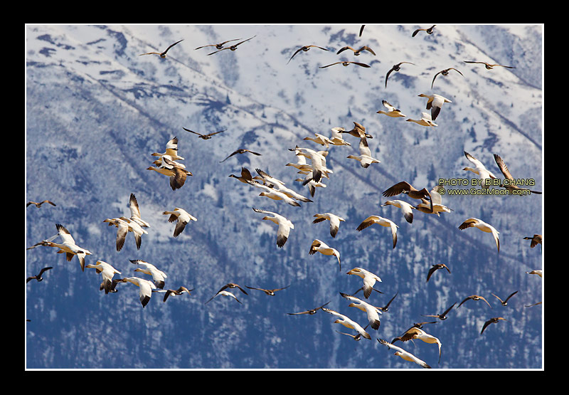 Snow Geese in Flight