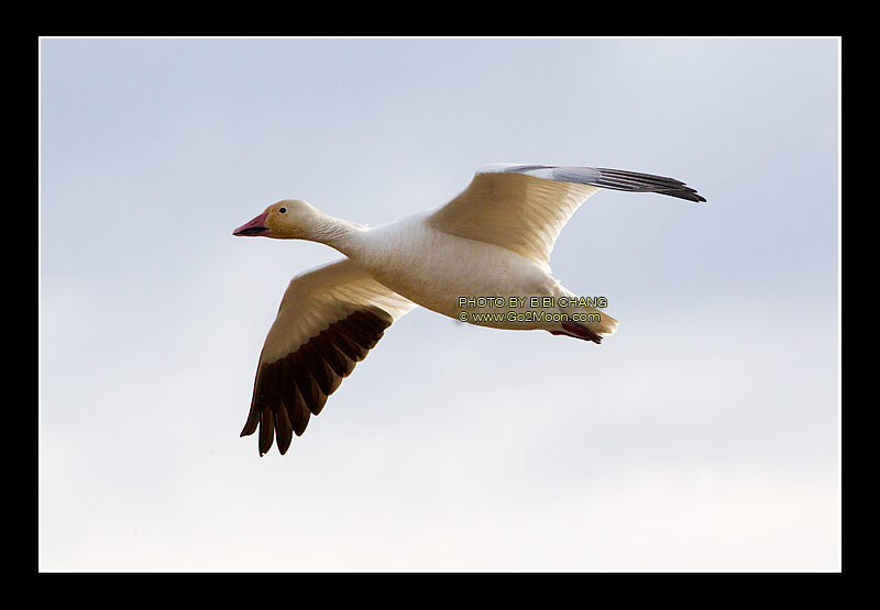 Snow Geese in Flight
