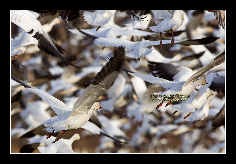 Snow Geese