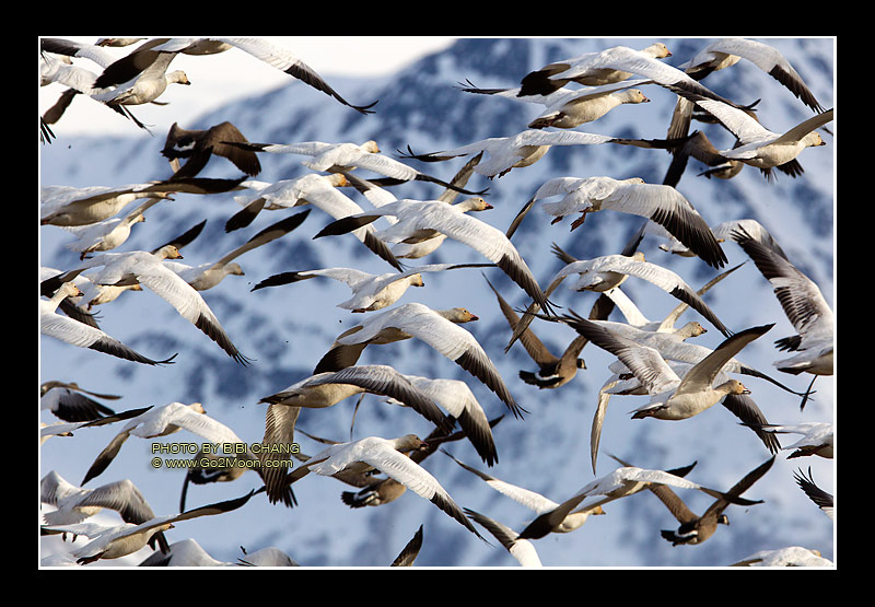 Snow Geese in Flight