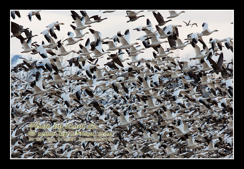 Snow Geese in Flight