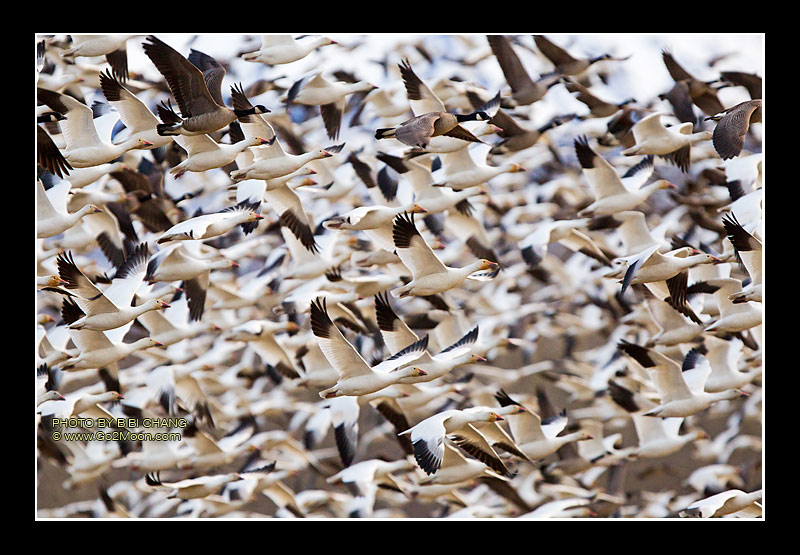 Snow Geese in Flight