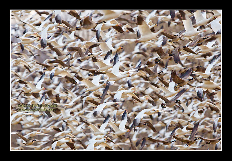 Snow Geese in Flight